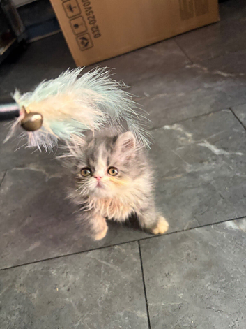 Male persians reduced to &pound;325 each or &pound;600 for both