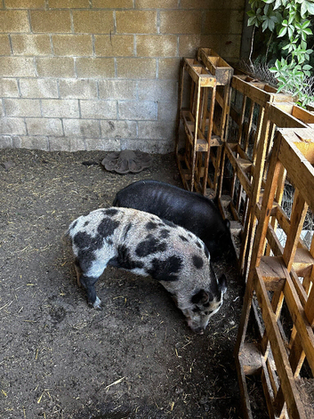 3 male kunu kunu free ti good home there over a year old