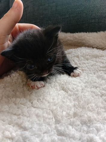 Kittens
