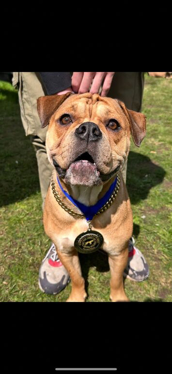 Olde English bulldog 5 years old