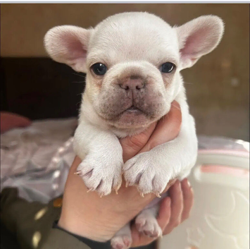 Frenchie puppies
