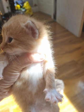 Lovely fuffly little boy kitten
