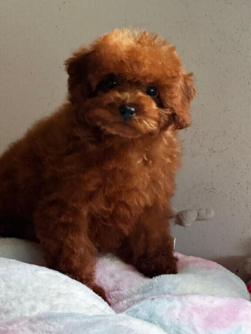 Asian deep red tiny Maltipoo girl 7month