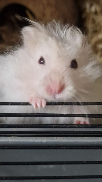 Hamsters (2 female & 1 male)