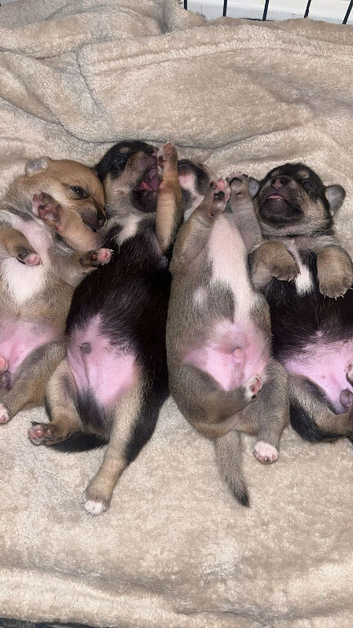 Chihuahua cross jack russle/ chihuahua