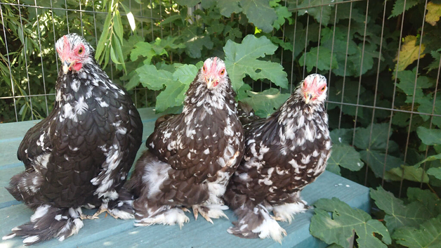 Pekin pullets 16 weeks old