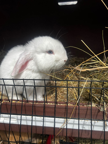 Boy mini lops ready for new homes