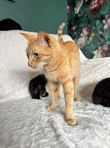 Ginger Bengal for sale