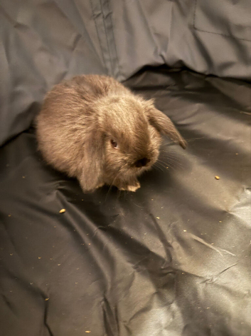 Mini lop