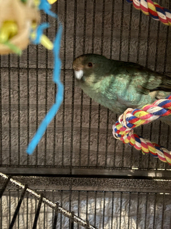 Bonded pair of kakarikis