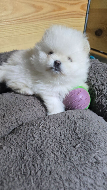 Tiny little Pomeranian puppy Teddy faces KC