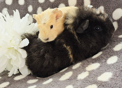 Boars available