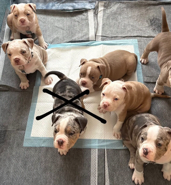 Pocket American Bully Puppies