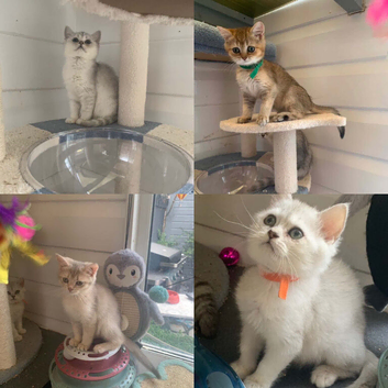 BSH Pedigree Rare to UK Shaded colours