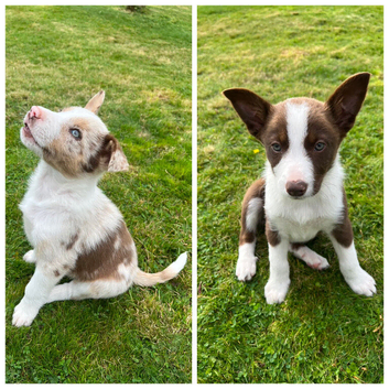 1 Red / White Female + 1 Red Merle Male left