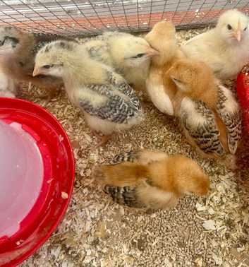 Chicks for sale