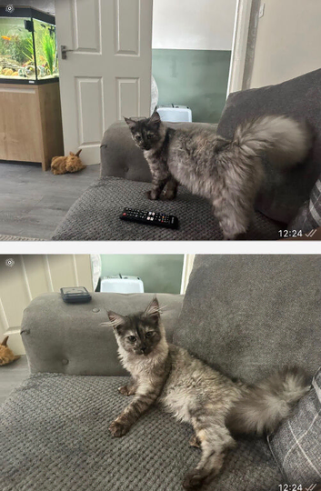 2 Maine coon kittens 6 months old