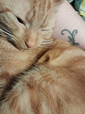 18month old cat