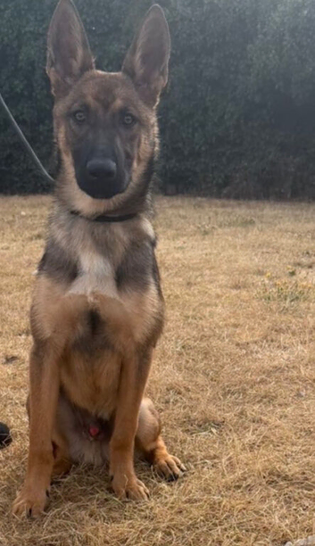 Belgian malinois