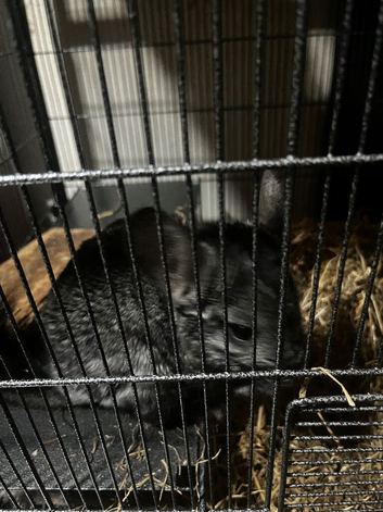 2  chinchillas