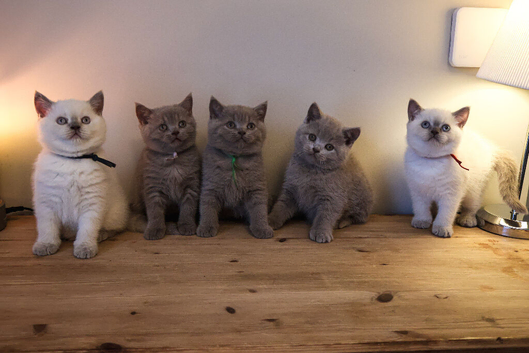 Chunky Pedigree British Shorthair kittens