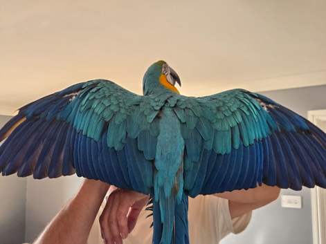 BLUE & GOLD MACAW, 2 YEARS OLD, COMPLETE SETUP