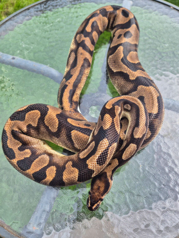 2 adult female ball pythons available