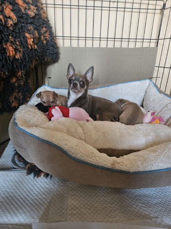 Adorable chihuahua puppies