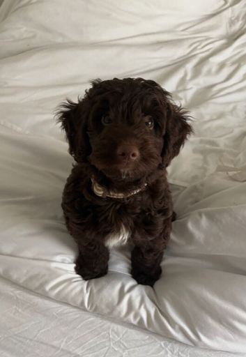 Gorgeous puppy