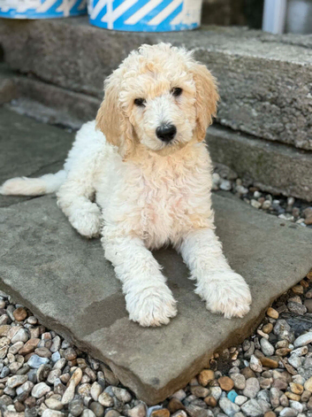 READY NOW! Standard poodle puppies kc registered