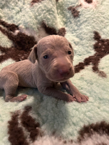 KC Registered Weimaraner Puppies