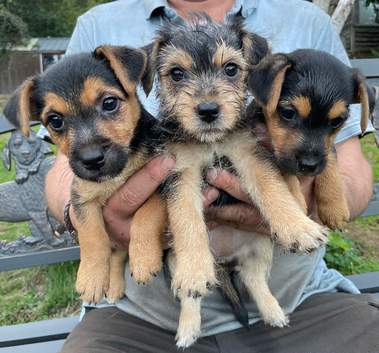 Beautiful 3/4  jack russell puppies