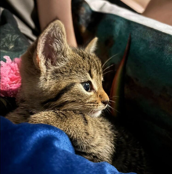 Reserved pending viewing on Saturday - Spotted Tabby Kitten for rehome.
