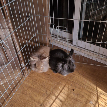 Mini Lop Lionhead x Mini Lop babies