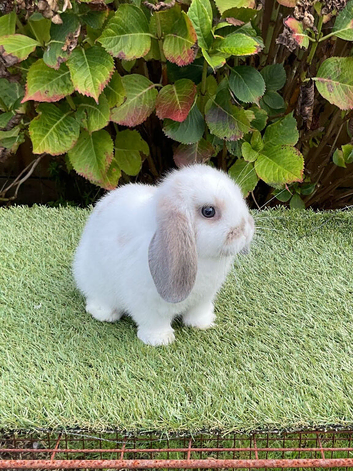 Pure bred mini lop .