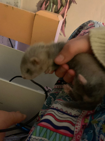 Baby ferret check description