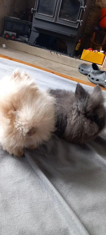 About 16-18 month female lion heads (2x)