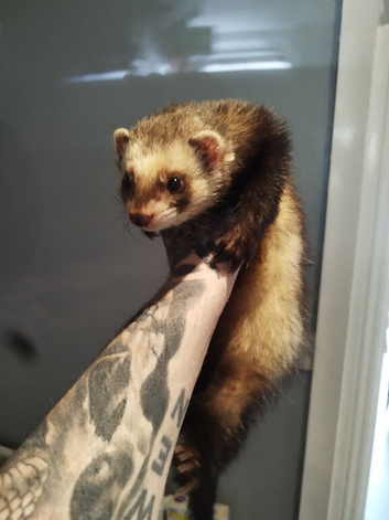 Hob ferret 16months old