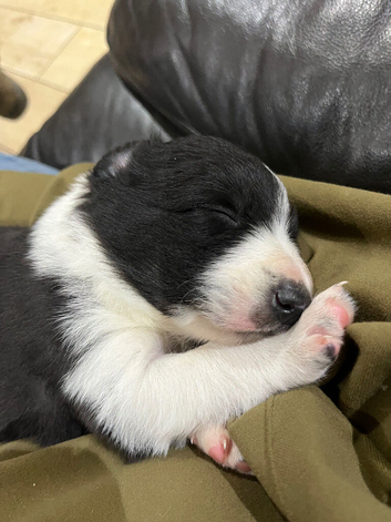 Border collie puppies