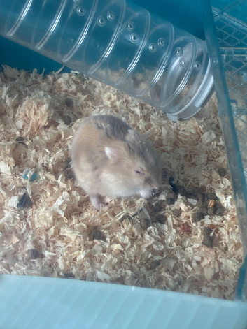 Russian hamster