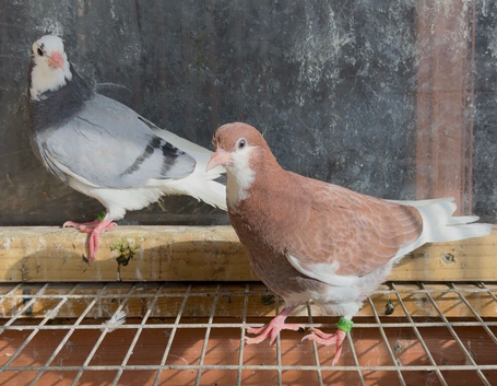 10 young Birmingham roller pigeons