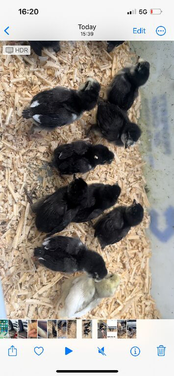 BRAHMA and ARUACANA chicks for sale