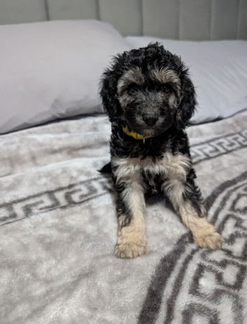 Only 1 boy Cockapoo pup f2b fully vaccinated