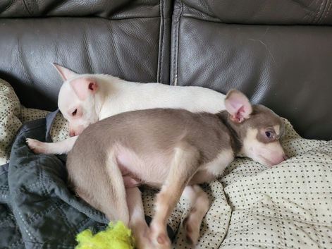 2 chihuahua puppies left - ready Tues 14th