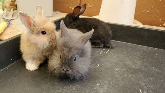 Mini lop lion heads