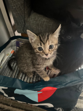 Three female kittens one black brindle and to tabby&rsquo;s