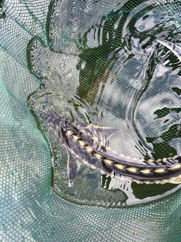 Diamond back sturgeon for sale