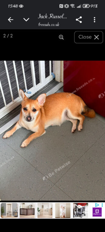 Forever home needed
