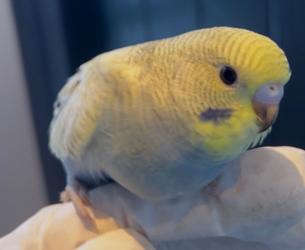 Baby Budges