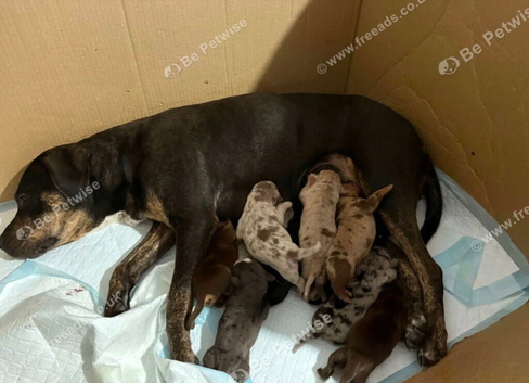 American bully x